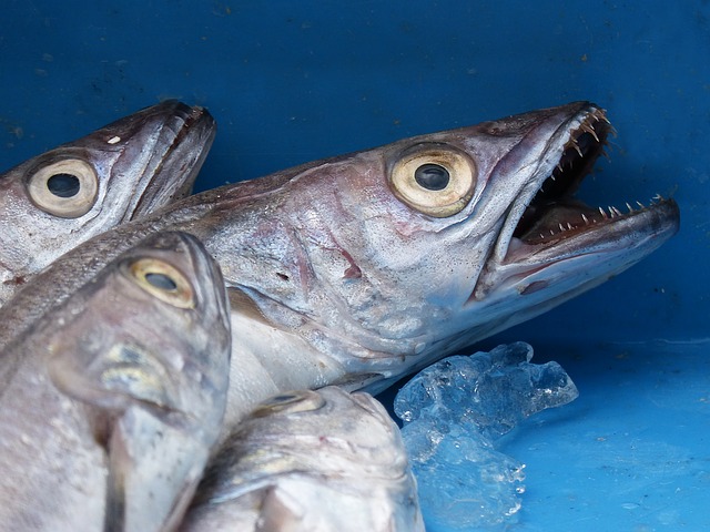 pescadilla