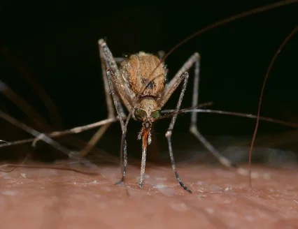 imagen de un mosquito